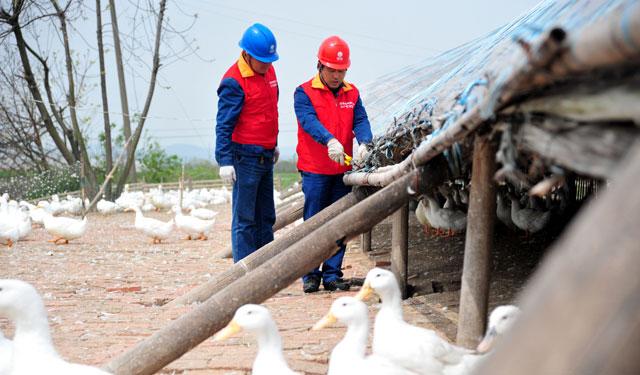 县香泉镇种鸭养殖基地,为这里的养殖农户提供用电设备维修和技术服务
